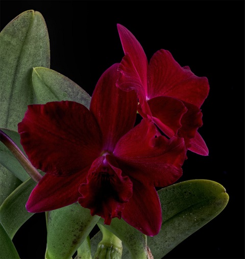 Orchid-3-old red.jpg